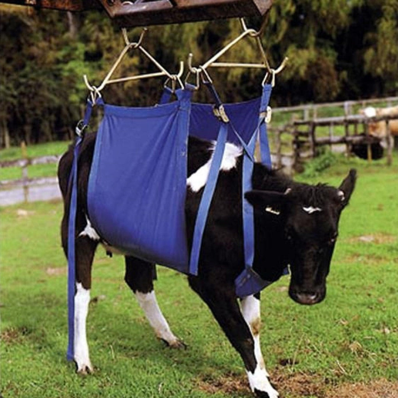 Cow Lifts